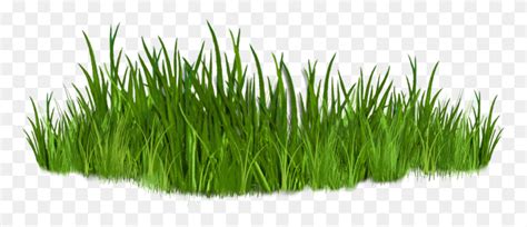 Clip Art Images Of Grasses The Grass Plant Lawn Hd Png Download