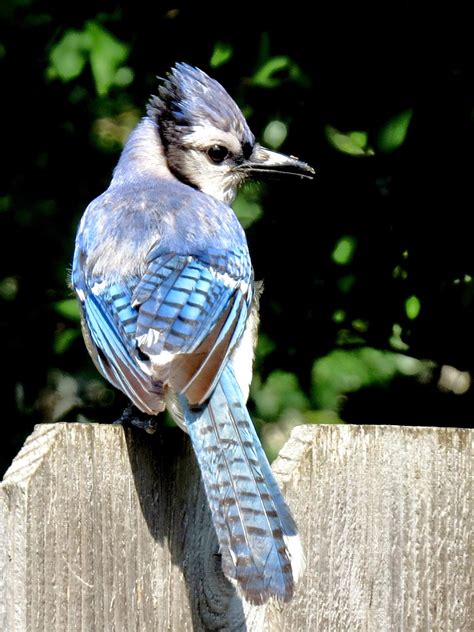 Se Texas Birding And Wildlife Watching Our Blue Jays