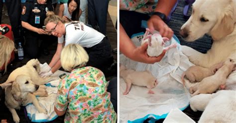There is no strange to see a cat considering herself as a member of the dog family or a dog getting along well with the ducks at the. Labrador Service Dog Surprises Everyone In Tampa Airport