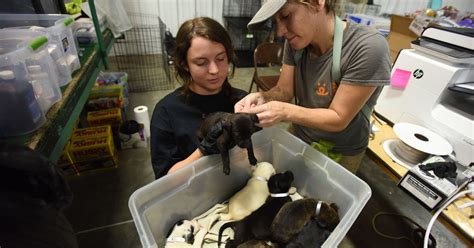 Heartbreak And Tears Of Joy As Utah Animal Advocates Rescue Reunite