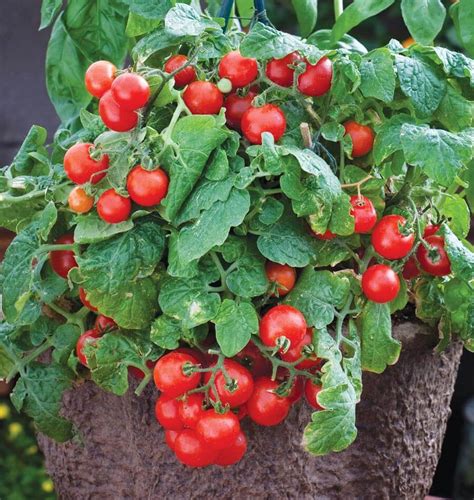 Red Robin Tomato Seeds West Coast Seeds