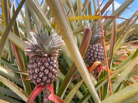 Should You Do A Kauai Pineapple Plantation Tour 2023