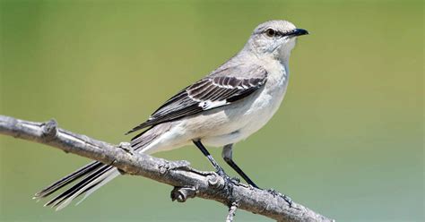 Featured Birds Northern Mockingbirds