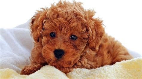 Teddy Bear Dog Breed Images Pet Blog Dogs Cats Fishes And Small