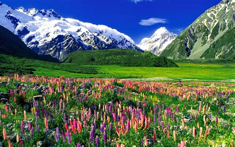 Mountain Landscape Mountain Lupine Flowers Meadow With Green Grass
