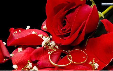 Red Rose Wedding Background 67