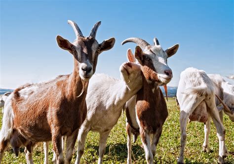 15 Different Types Of Goat Breeds For Meat