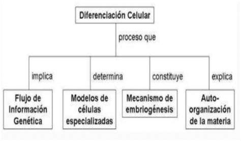 Desarrollo Embrionario Y Diferenciación Celular