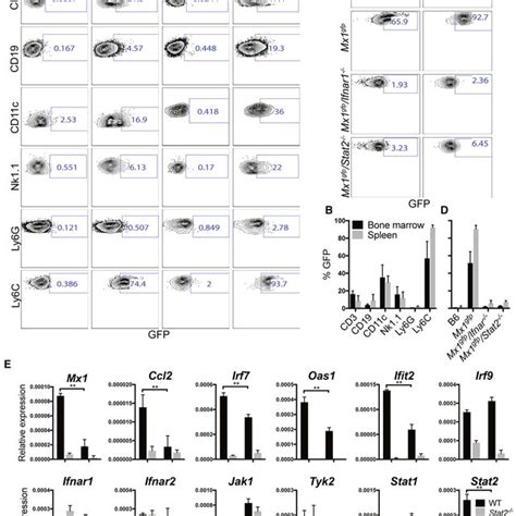 Basal Ifn Responses Are Present At High Levels In Ly6c Hi Monocytes