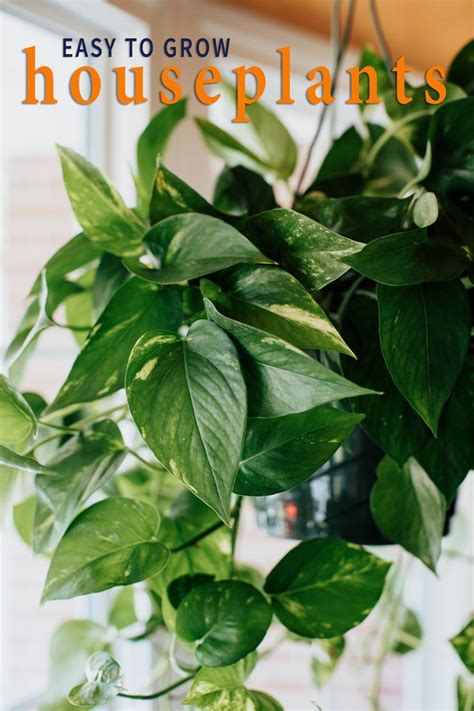 Can You Recommend Some Easy To Grow House Plants For My Home Plants