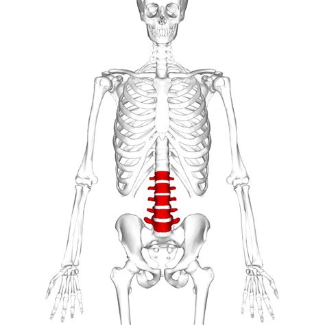 The Lumbar Spine Joints Ligaments Teachmeanatomy