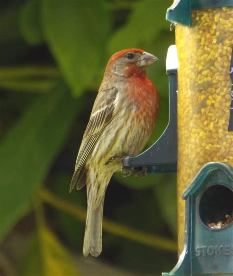 House Finch Haemorhous Mexicanus A Member Of The Finch F Flickr