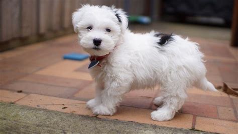 Maltese Shih Tzu Mix Breed Information All Things Dogs