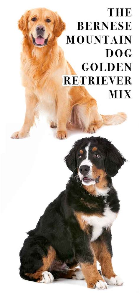 Bernese Mountain Dog Golden Retriever Mix Breed A