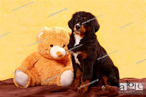 Bernese Mountain Dog Puppy Stock Photo Picture And Rights Managed