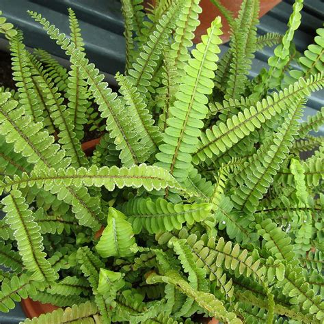 30 Types Of Indoor And Outdoor Ferns With Pictures