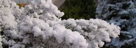 Flocking Gives West Coast Christmas Trees That Snowy Look Cbc News