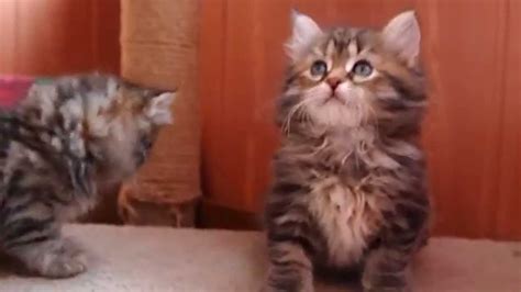 Siberian Kittens For Sale Available Youtube