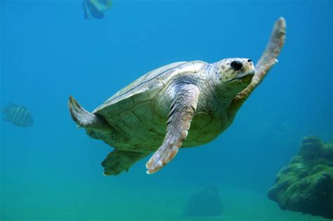 Turtle Swimming Underwater · Free Stock Photo