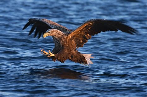 White Tailed Sea Eagle Flatanger Norway Sole Copyright A Flickr