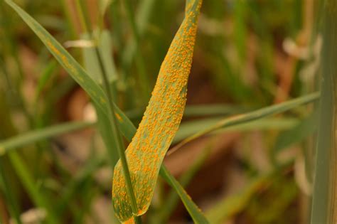 Plant Pandemics And How They Could Endanger Our Food Supply Scientists