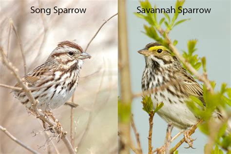 Identifying Sparrows During Fall Migration Lake Metroparks
