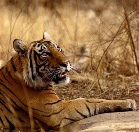 Sunderbans Worlds Largest Bengal Tiger Population Threatened By Oil Spill