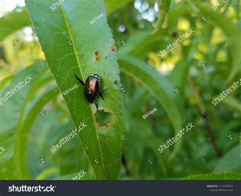Japanese Beetle Damage Stock Photo 1112279879 Shutterstock