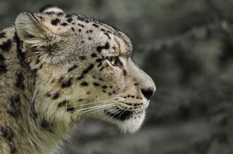 Snow Leopard Side Portrait Snow Leopard Side Portrait Leopard