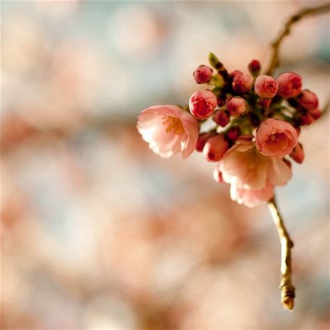 Cherry Blossom Branch Ipad Wallpapers Free Download