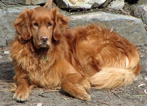 Animals Zoo Park Golden Retriever Dogs Most Popular Breeds Us