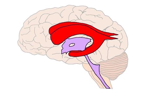 Lateral Ventricles Definition — Neuroscientifically Challenged