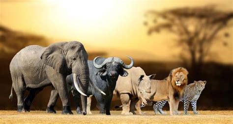Les Animaux à Voir Au Kenya Safariworldfr