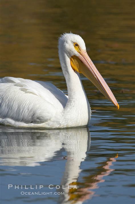 White Pelican Pelecanus Erythrorhynchos Santee Lakes California