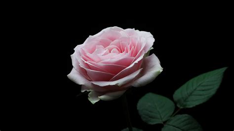 Download Wallpaper 3840x2160 Rose Pink Bud Flower Petals 4k Uhd 16