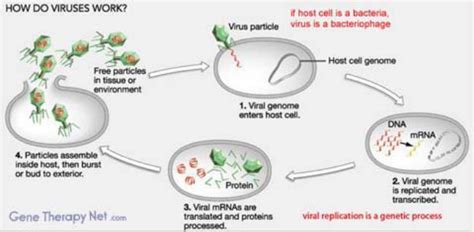 Introduction - Gene Therapy