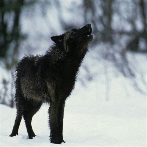 Black Wolf Howls For His Pack🐺 Wolf Spirit Animal Wolf Dog Wolf Photos