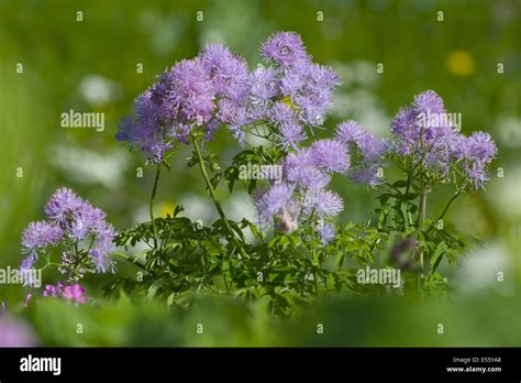 Greater Meadow Rue Thalictrum Aquilegiifolium Stock Photo Alamy