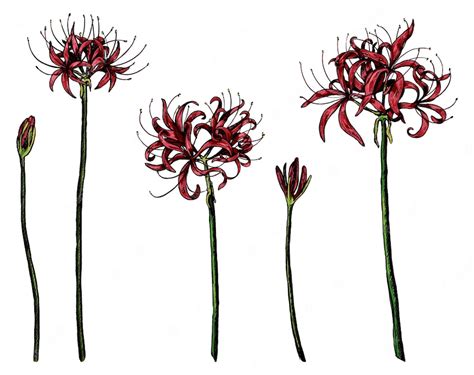 Premium Vector Collection Of Exotic Plants Spider Lily Set Of