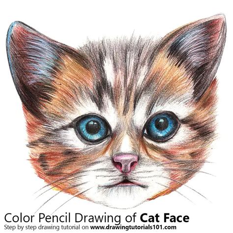 How To Draw A Cat Face Cats Step By Step