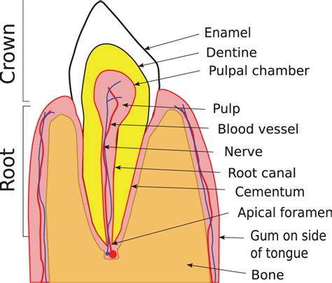 Schematic Representation Of A Cross Section Of A Single Rooted Tooth