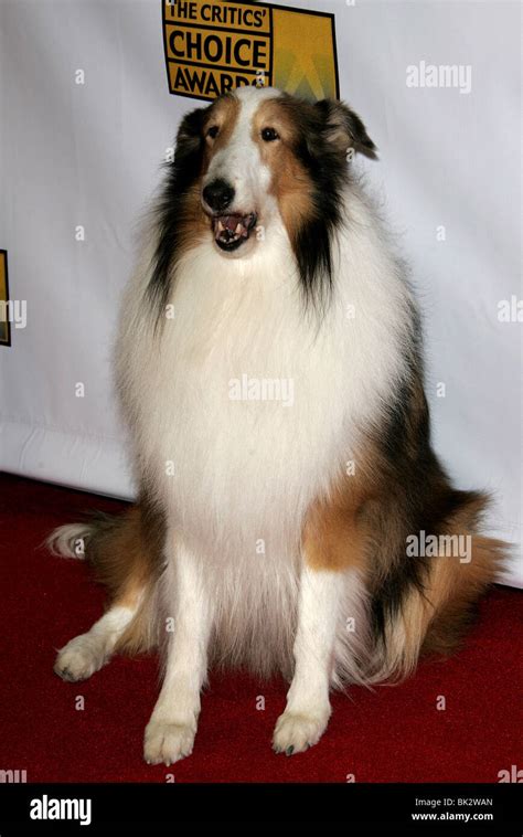 Lassie Dog Stock Photos And Lassie Dog Stock Images Page 2 Alamy