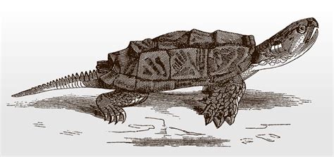 Common Snapping Turtle Stock Illustrations 10 Common Snapping Turtle