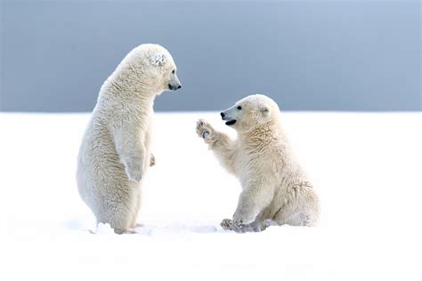 Polar Bear Cubs Wallpaper