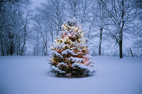 Christmas Snow Winter Christmas Lights Chistmas Tree