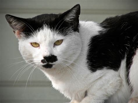 20 Cats That Look Like Hitler But Are Still Cute Af