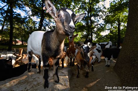 Zoo De La Palmyre Venez Découvrir Les Chèvres Naines