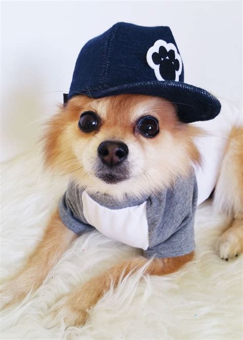 Dog T Shirt Snapback Set Handmade Dog Hats Dog Tshirts Etsy Dog