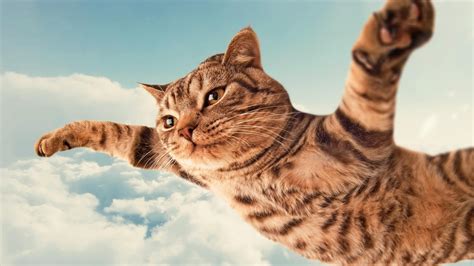 Flying Cat Hd Wallpaper