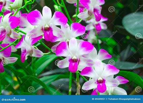 Violet Orchid Flowers Stock Image Image Of Vibrant Bright 49449051